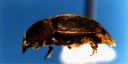 Small hive beetle