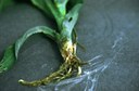 Sod webworm