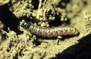 Sod webworm