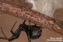 Southern Black Widow Spider