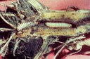 Southwestern Corn Borer