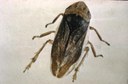Spittlebug (Meadow) (adult)