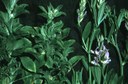 Spittlebug (Meadow) (injury to alfalfa)