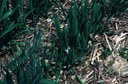 Spittlebug (Meadow) (injury to oats)
