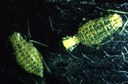 Spotted alfalfa aphid
