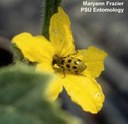 Spotted cucumber beetle