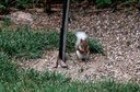 Squirrel feeding in bee yard.