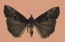 Stalk borer (adult)