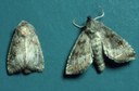 Stalk borer (adults)