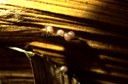 Stalk borer (eggs)
