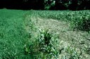 Stalk borer (injury to corn field)