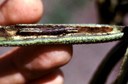 Stalk borer (larva)