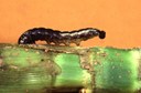 Stalk borer (larva)