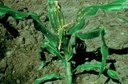 Stalk borer (larvae injury)