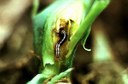 Stalk borer (larvae injury)