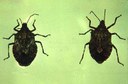 Stink Bug (adults)