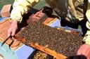 Strong brood frame - beekeeper has frame pulled from hive.