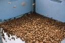 Strong honey bee colony