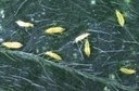 Thrips - soybean