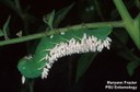 Tomato hornworm (parasitized)