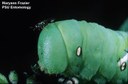 Tomato hornworm (wasp on head)