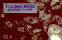 Tracheal mites