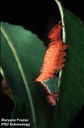 Unicorn caterpillar