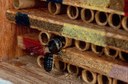 Unidentified Megachili bee visits nest boxes for solitary bees in a planting of brambles