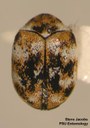 Varied Carpet Beetle