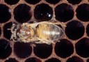 Varroa mite