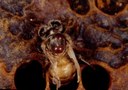Varroa mite