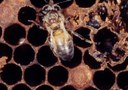 Varroa mite
