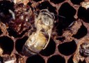 Varroa mite