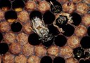 Varroa mite