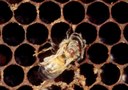 Varroa mite
