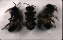 Varroa mite (deformed)