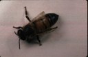 Varroa mite (deformed wing)