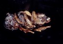 Varroa mite (deformed)