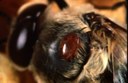 Varroa mite (on adult bee)