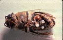 Varroa mite (on belly of bee)