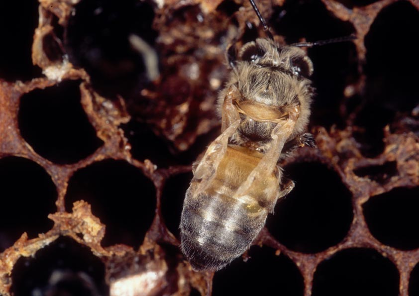 Varroa mite (on honey bee)