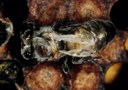 Varroa mite