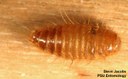 Warehouse Beetle (larva)