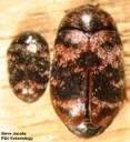 Warehouse Beetle (male and female)