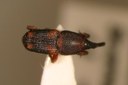 Weevil (lateral view)