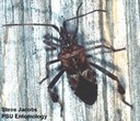 Western conifer seed bug