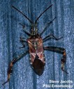 Western conifer seed bug