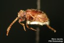 Whitemarked Spider Beetle (female)