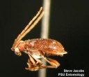 Whitemarked Spider Beetle (male)