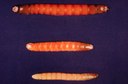 Wireworm (larva)